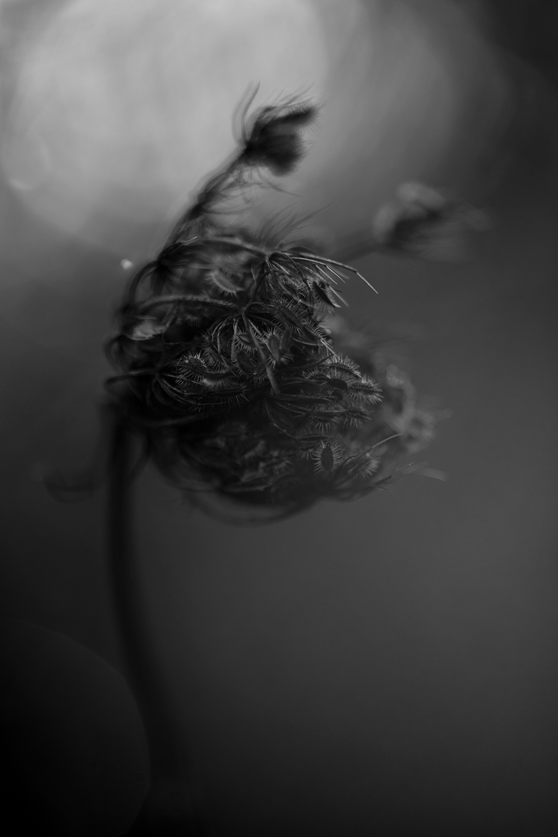 MONO_017
